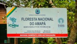 Ação na Justiça quer barrar mineração na Flona do Amapá