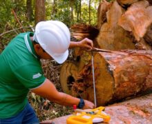 Com simplificação do manejo florestal, Pedra Branca alcança 1º lugar nacional em prêmio do Sebrae