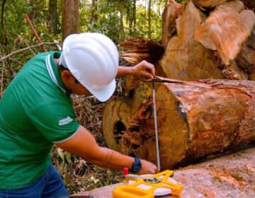 Com simplificação do manejo florestal, Pedra Branca alcança 1º lugar nacional em prêmio do Sebrae