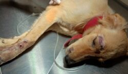 ‘Thor’ sobrevive a tiro de cartucheira e receberá alta