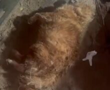 Morte de cão após ataque a adolescente termina com tutor preso no interior do Amapá