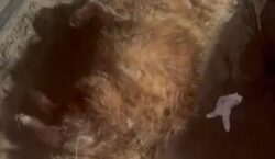 Morte de cão após ataque a adolescente termina com tutor preso no interior do Amapá