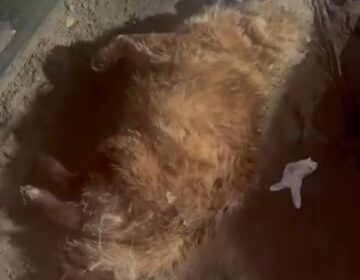 Morte de cão após ataque a adolescente termina com tutor preso no interior do Amapá