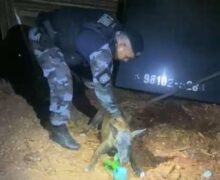Cadela farejadora encontra crack escondido em quintal e homem é preso