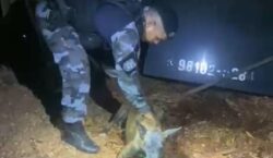 Cadela farejadora encontra crack escondido em quintal e homem é preso