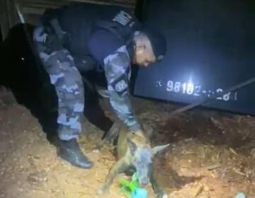 Cadela farejadora encontra crack escondido em quintal e homem é preso