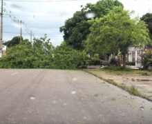 Temporal derruba árvore e bloqueia avenida movimentada em Santana