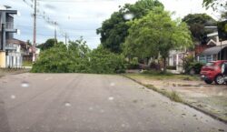 Temporal derruba árvore e bloqueia avenida movimentada em Santana