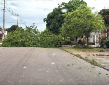 Temporal derruba árvore e bloqueia avenida movimentada em Santana