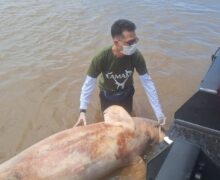 Após botos aparecerem mortos no Amazonas, caso intriga moradores e autoridades