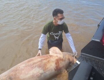 Após botos aparecerem mortos no Amazonas, caso intriga moradores e autoridades