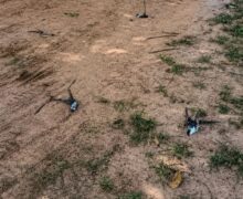 Centenas de pássaros aparecem mortos em comunidade cercada por plantações de soja
