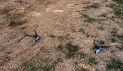 Centenas de pássaros aparecem mortos em comunidade cercada por plantações de soja