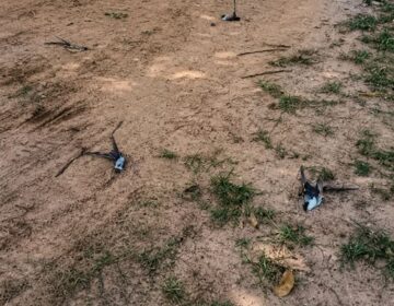Centenas de pássaros aparecem mortos em comunidade cercada por plantações de soja
