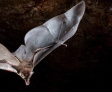 Em cavernas de Tartarugalzinho, pesquisadores buscam conhecer e proteger morcegos do Amapá