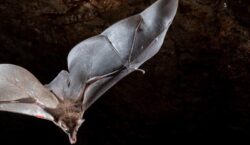 Em cavernas de Tartarugalzinho, pesquisadores buscam conhecer e proteger morcegos do Amapá