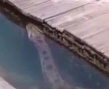 Sucuri gigante é flagrada próxima à área frequentada por banhistas em Santarém