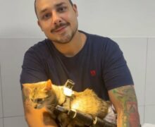 Atropelada e abandonada, gatinha paralítica ganha uma 2ª chance