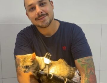 Atropelada e abandonada, gatinha paralítica ganha uma 2ª chance