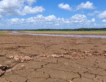 Lagos secam e peixes ficam presos na lama em Pracuúba